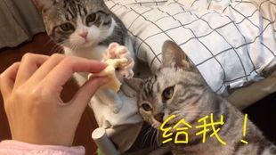 娱乐吃瓜喵喵喵,揭秘娱乐圈那些不为人知的幕后故事