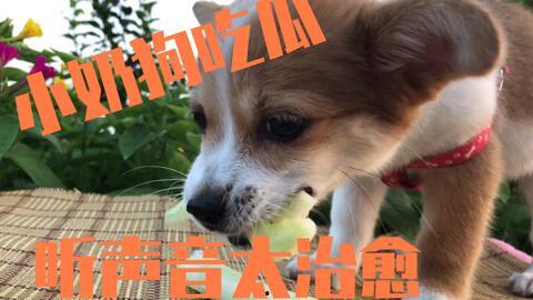 娱乐吃瓜酱去世的小狗,吃瓜酱离世，网友泪目