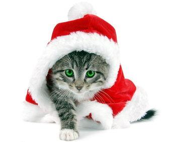 娱乐吃瓜酱小猫民宿,娱乐吃瓜酱的温馨食宿之旅