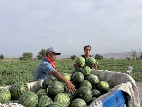 娱乐718吃瓜王大炮,吃瓜王大炮背后的故事