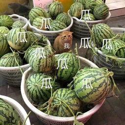 吃瓜娱乐图片头像大全,揭秘吃瓜娱乐图片头像大全